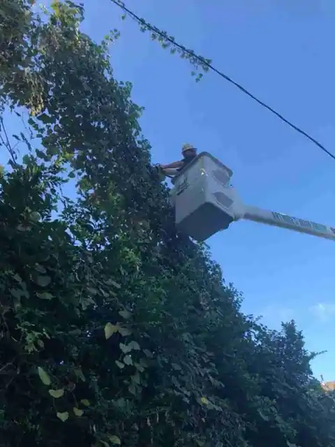 A bucket raised in an ivy-covered tree line beside a power line