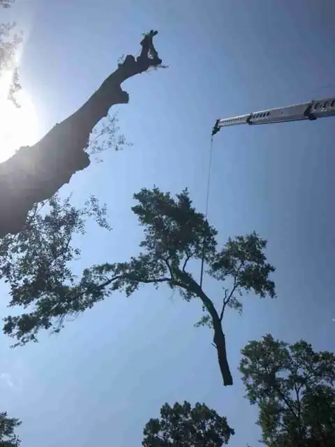 A silhouetted limb and the crane tip against bright sky