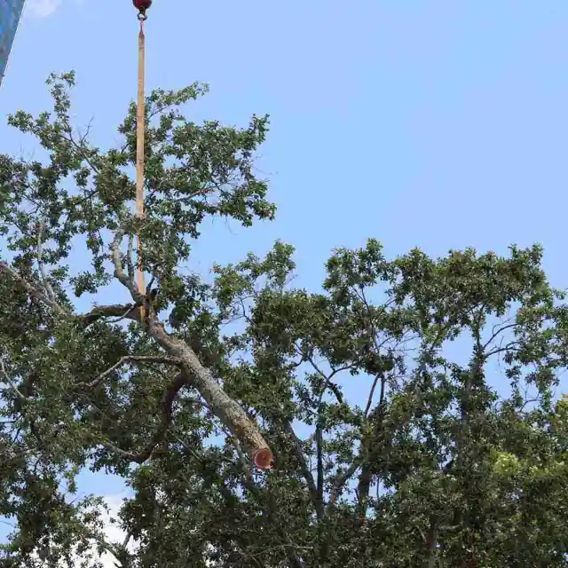 A crane sling lifting a cut limb out of a full oak canopy