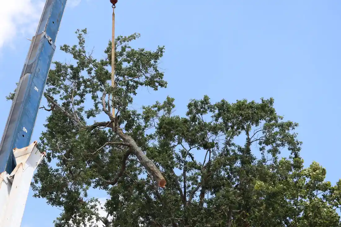 The Artmire's blue crane lowering a cut oak limb out of a full green canopy under a deep blue sky