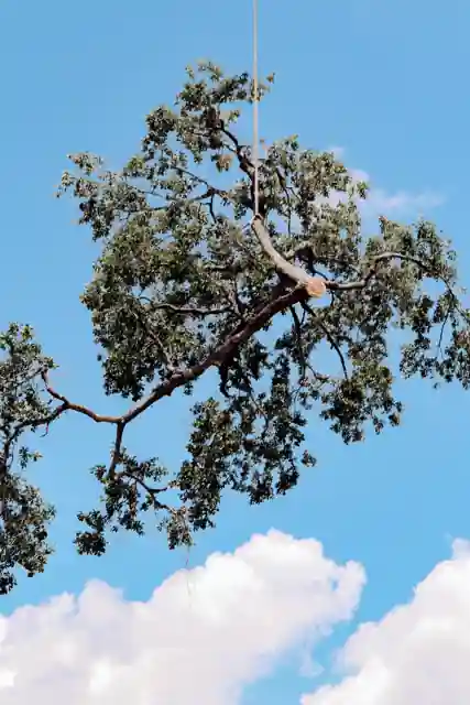 A whole oak crown hanging from the crane line against blue sky and cloud