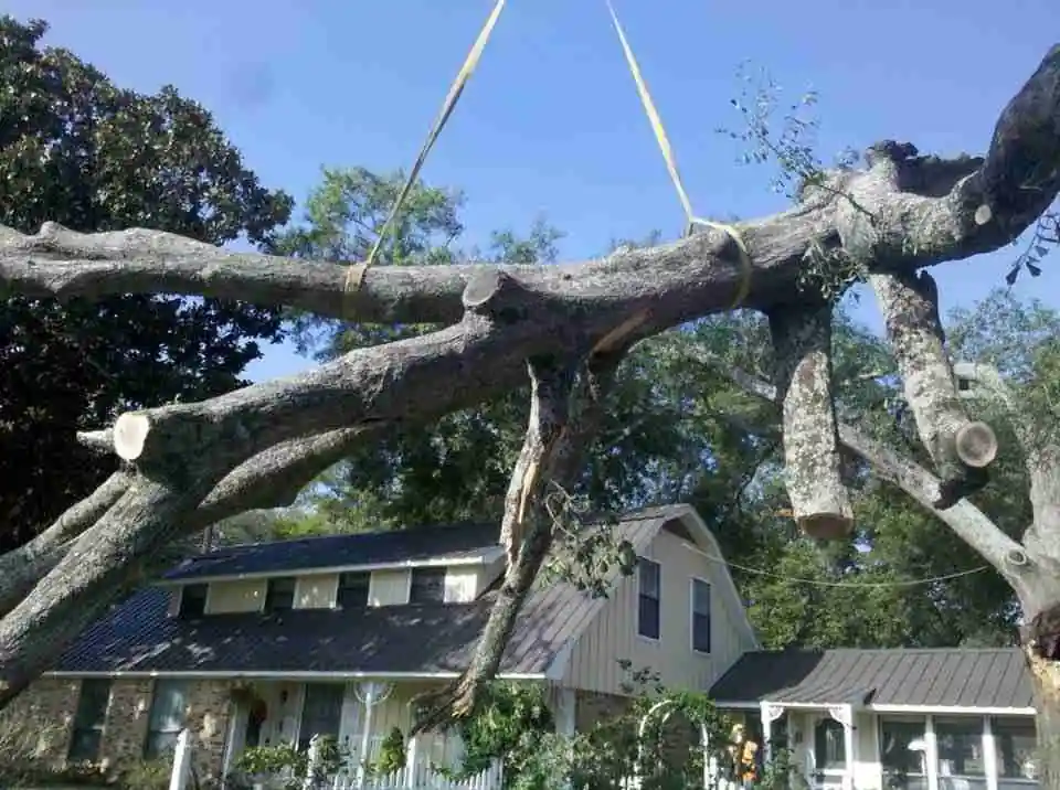 An Artmire's crew rigging a wide oak limb on two slings over a white house