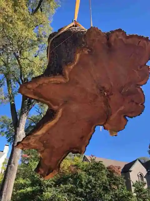 A huge oak trunk round hanging from the crane hook, red heartwood showing, against blue sky