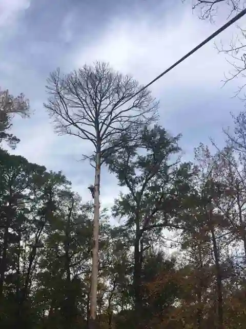 A dead pine standing near a power line under a cloudy sky