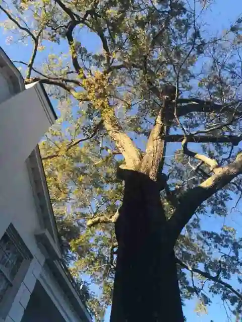 Looking up the trunk of a massive old oak beside a white two-storey house
