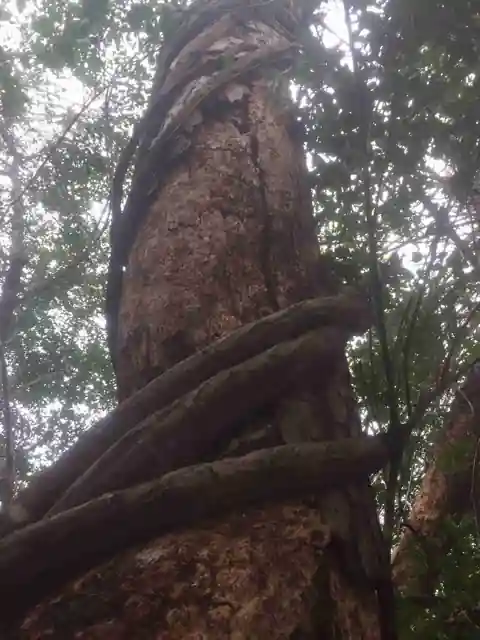 A vine-strangled trunk seen from below, the vines climbing into the canopy