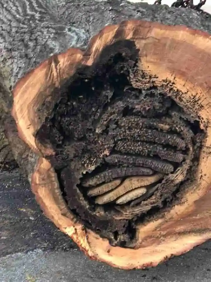 When Trees Turn Dangerous: Signs It's Time to Call an Expert