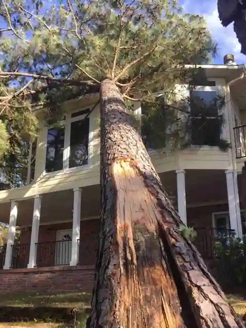 A pine trunk fallen against the porch of a white two-storey house