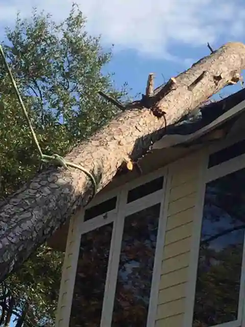 A pine trunk lying along a roofline, seen close up
