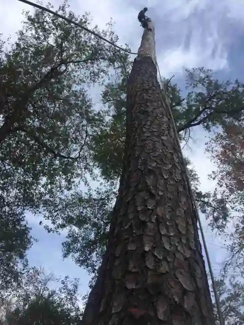 Looking up a tall pine trunk with a rigging rope, oak canopy beyond