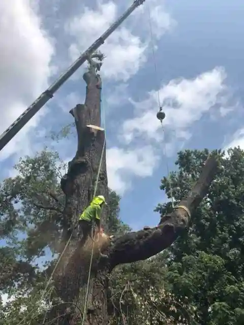 A climber in hi-vis tying a stripped oak trunk into the crane line