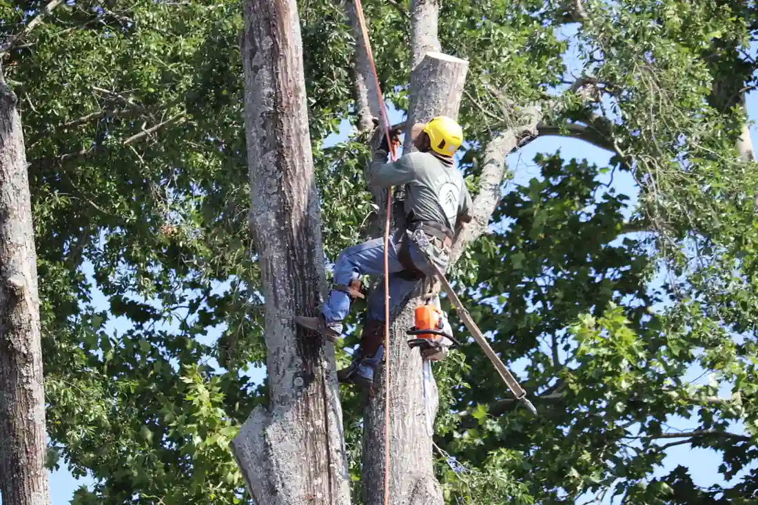 An Artmire's climber roped high between two dead oak trunks against a blue sky