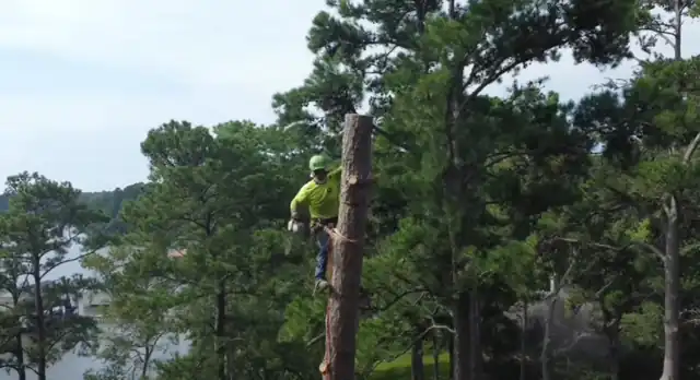 A climber at the top of a topped pine with a lake and pine woods behind him