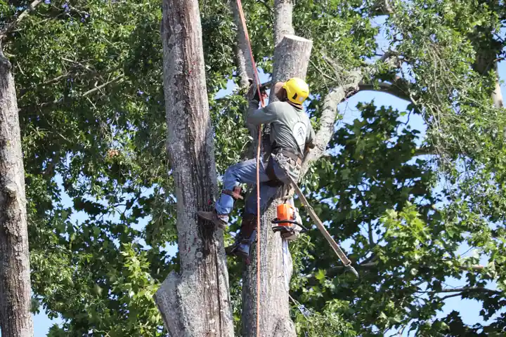 An Artmire's climber roped high on a dead trunk in a green canopy, chainsaw at his hip