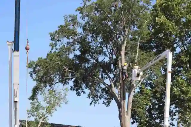 An Artmire's crane line and lettered bucket working together in a tall oak