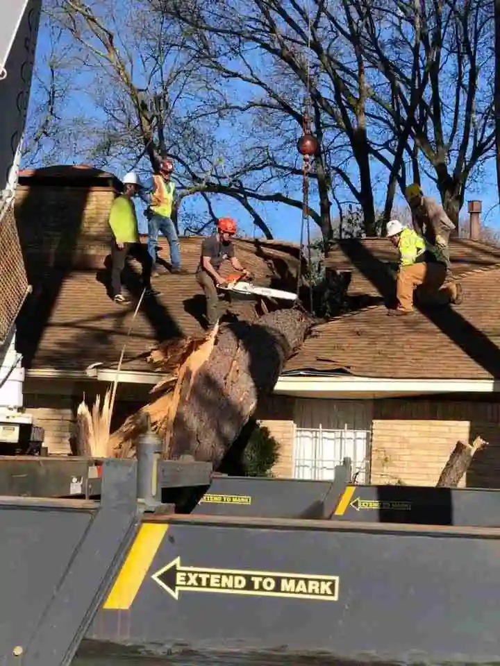 An Artmire’s crew working a fallen tree off a roof with a dump trailer parked in front