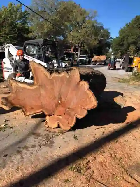 The same giant oak round on the ground after the lift, an operator on a skid steer behind it